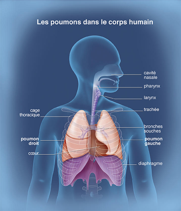 Les Poumons Anatomie Du Corps Humain Anatomie Humaine Organes My Xxx
