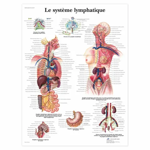 Planche Anatomique Le Système Lymphatique