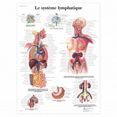 Planche Anatomique Le Système Lymphatique