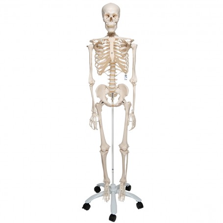 Squelette classique Stan, sur support à 4 roulettes 