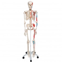 Squelette anatomie classique Max, sur support à 5 roulettes 