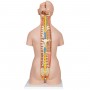 Torse classique avec dos ouvert, en 18 parties 
