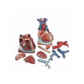 Coeur sur diaphragme, agrandi 3 fois, en 10 parties 
