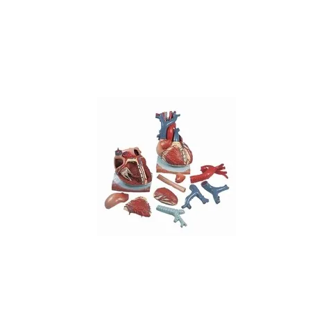 Coeur sur diaphragme, agrandi 3 fois, en 10 parties