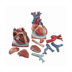 Coeur sur diaphragme, agrandi 3 fois, en 10 parties 
