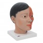 Tete et cou asiatique en 4 parties 