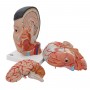 Tete et cou asiatique en 4 parties 
