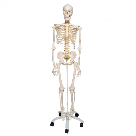 Squelette de luxe Fred, sur support à 5 roulettes 