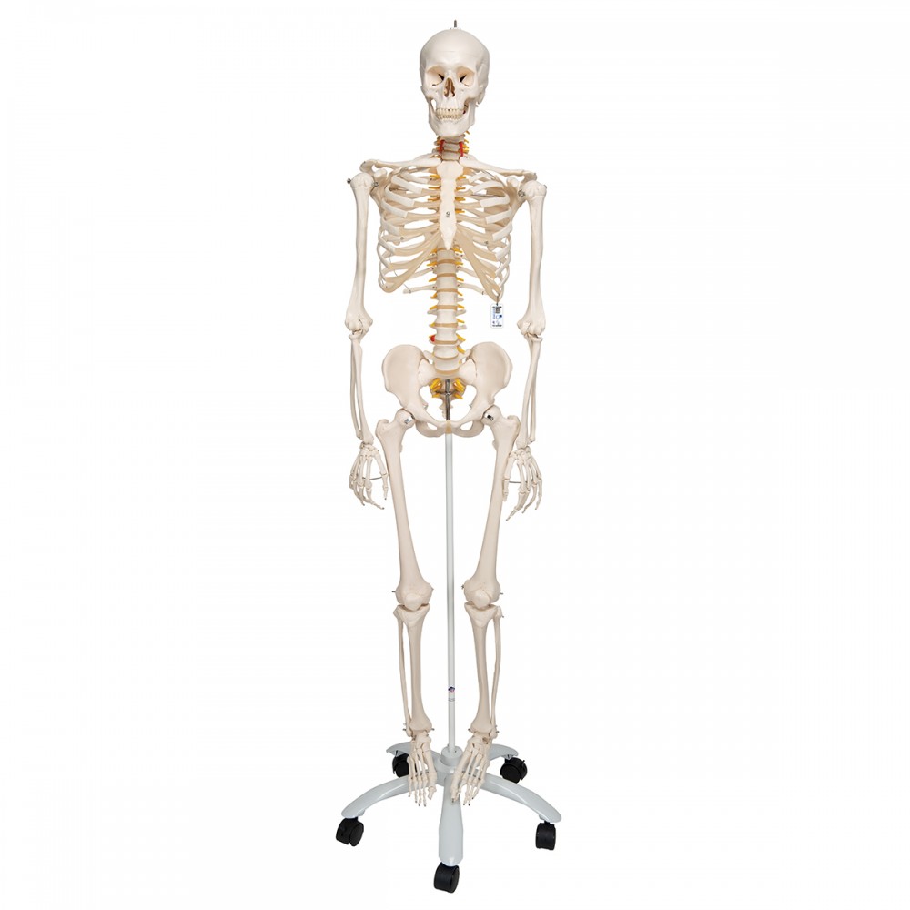 Squelette taille réelle Deluxe - Anatomie