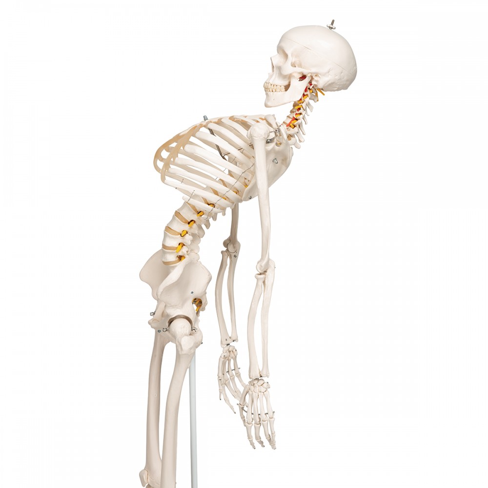 Squelette anatomie Max, sur support à 5 roulettes chez Toomedical