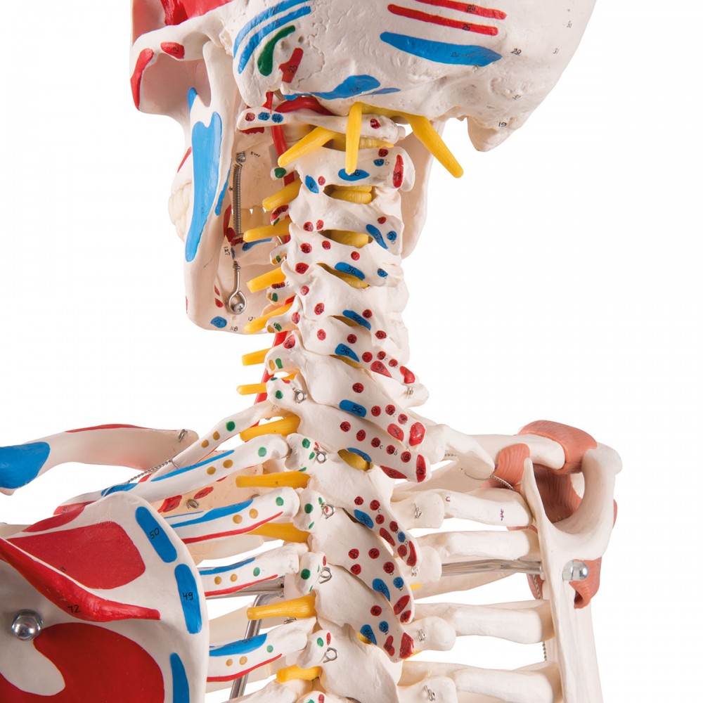 modele anatomique et corps squelette humain 3d - Modchip Maroc