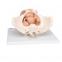 Squelette du bassin féminin avec organes génitaux, en 3 part 