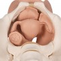 Squelette du bassin féminin avec organes génitaux, en 3 part 