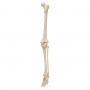 Squelette du membre inférieur, droite 
