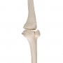 Squelette du membre inférieur, droite 