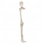Squelette du membre inférieur avec l'os iliaque, droite 