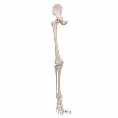 Squelette du membre inférieur avec os iliaque