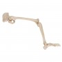 Squelette du membre inférieur avec l'os iliaque, droite 