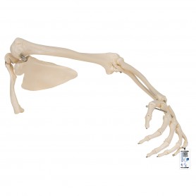 Squelette du membre supérieur avec scapula (omoplate) et cla 