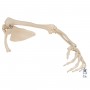 Squelette du membre supérieur avec scapula (omoplate) et cla 