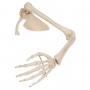 Squelette du membre supérieur avec scapula (omoplate) et cla 