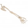Squelette du membre supérieur avec scapula (omoplate) et cla 