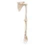 Squelette du membre supérieur avec scapula (omoplate) et cla 