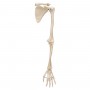 Squelette du membre supérieur avec scapula (omoplate) et cla 