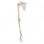 Squelette du membre supérieur avec scapula (omoplate) et cla 