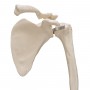 Squelette du membre supérieur avec scapula (omoplate) et cla 