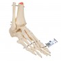 Squelette du pied avec mignin tibia et fluba (péroné), sur fil de fer, côté droit