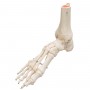 Squelette du pied avec mignin tibia et fluba (péroné), sur fil de fer, côté droit