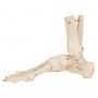 Squelette du pied avec mignin tibia et fluba (péroné), sur fil de fer, côté droit