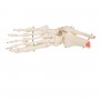 Squelette du pied avec mignin tibia et fluba (péroné), sur fil de fer, côté droit