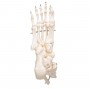 Squelette du pied avec mignin tibia et fluba (péroné), sur fil de fer, côté droit