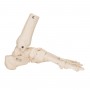Squelette du pied avec moignon tibia et fibula (péroné) 
