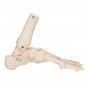 Squelette du pied avec moignon tibia et fibula (péroné) 