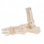 Squelette du pied avec moignon tibia et fibula (péroné) 