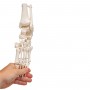 Squelette du pied avec moignon tibia et fibula (péroné) 