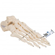 Squelette du pied sur fil de fer - 3B Scientific