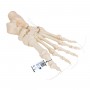 Squelette du pied montage libre sur fil de nylon, droite 
