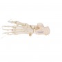 Squelette du pied montage libre sur fil de nylon, droite 