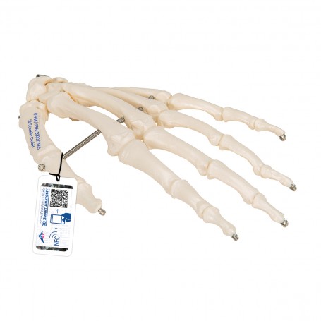 Squelette de la main monté sur fil de fer, droite 