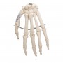 Squelette de la main monté sur fil de fer, droite 