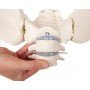 Bassin de femme avec sacrum, 2 vertèbres lombaires et cuisse, flexible