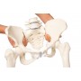 Bassin de femme avec sacrum, 2 vertèbres lombaires et cuisse, flexible