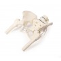 Bassin de femme avec sacrum, 2 vertèbres lombaires et cuisse, flexible