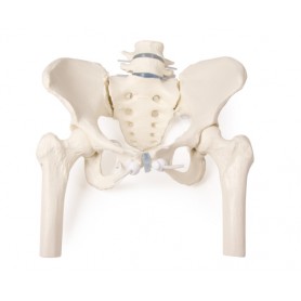 Bassin de femme avec sacrum, 2 vertèbres lombaires et cuisse, flexible