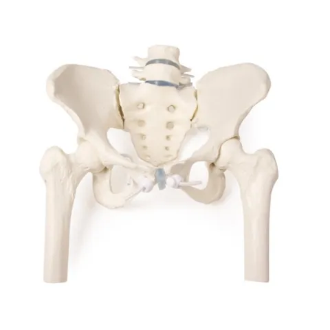 Bassin de femme avec sacrum, 2 vertèbres lombaires et cuisse, flexible