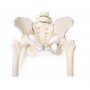 Bassin de femme avec sacrum, 2 vertèbres lombaires et cuisse, flexible